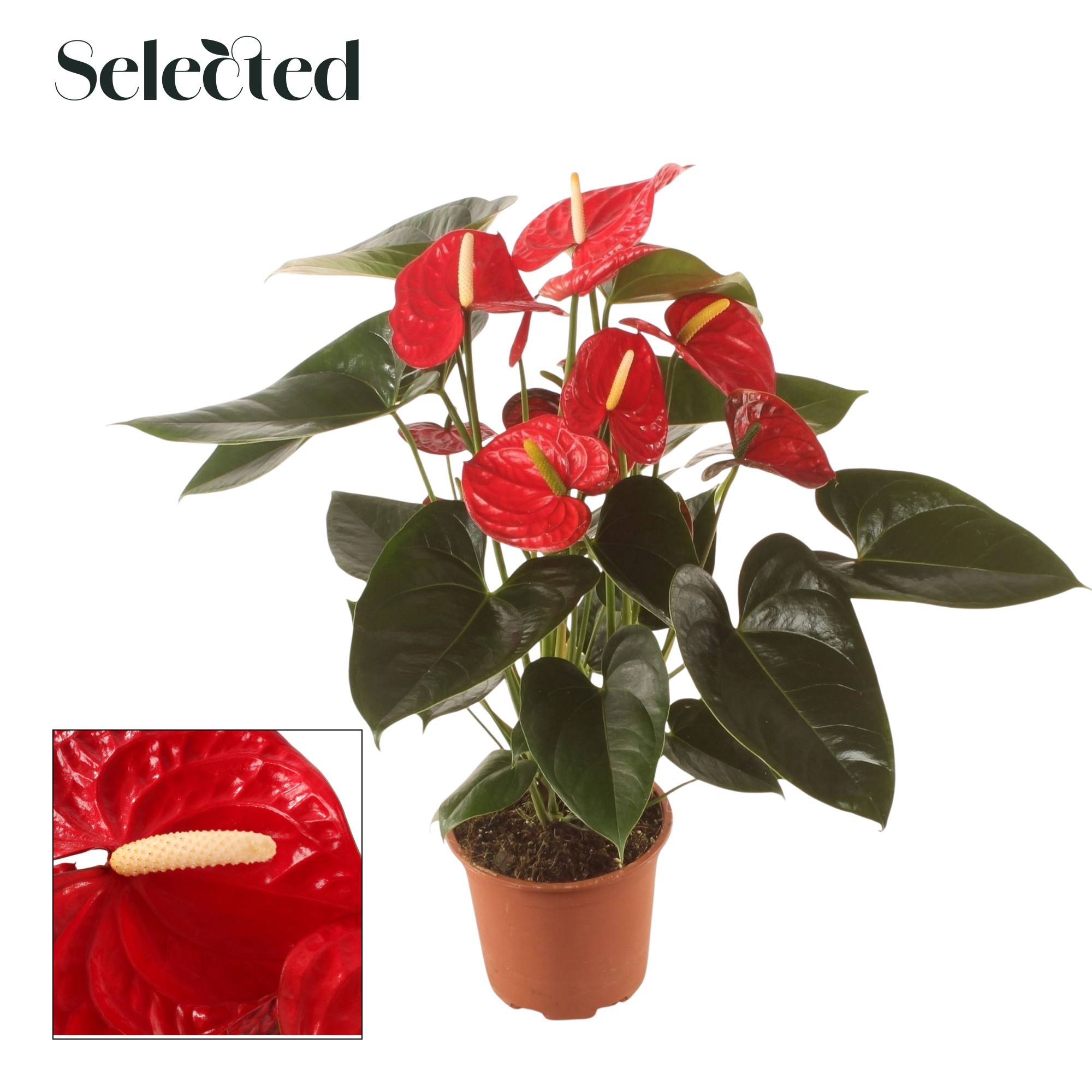 Anth. Easy Red P17 Selected, D 17