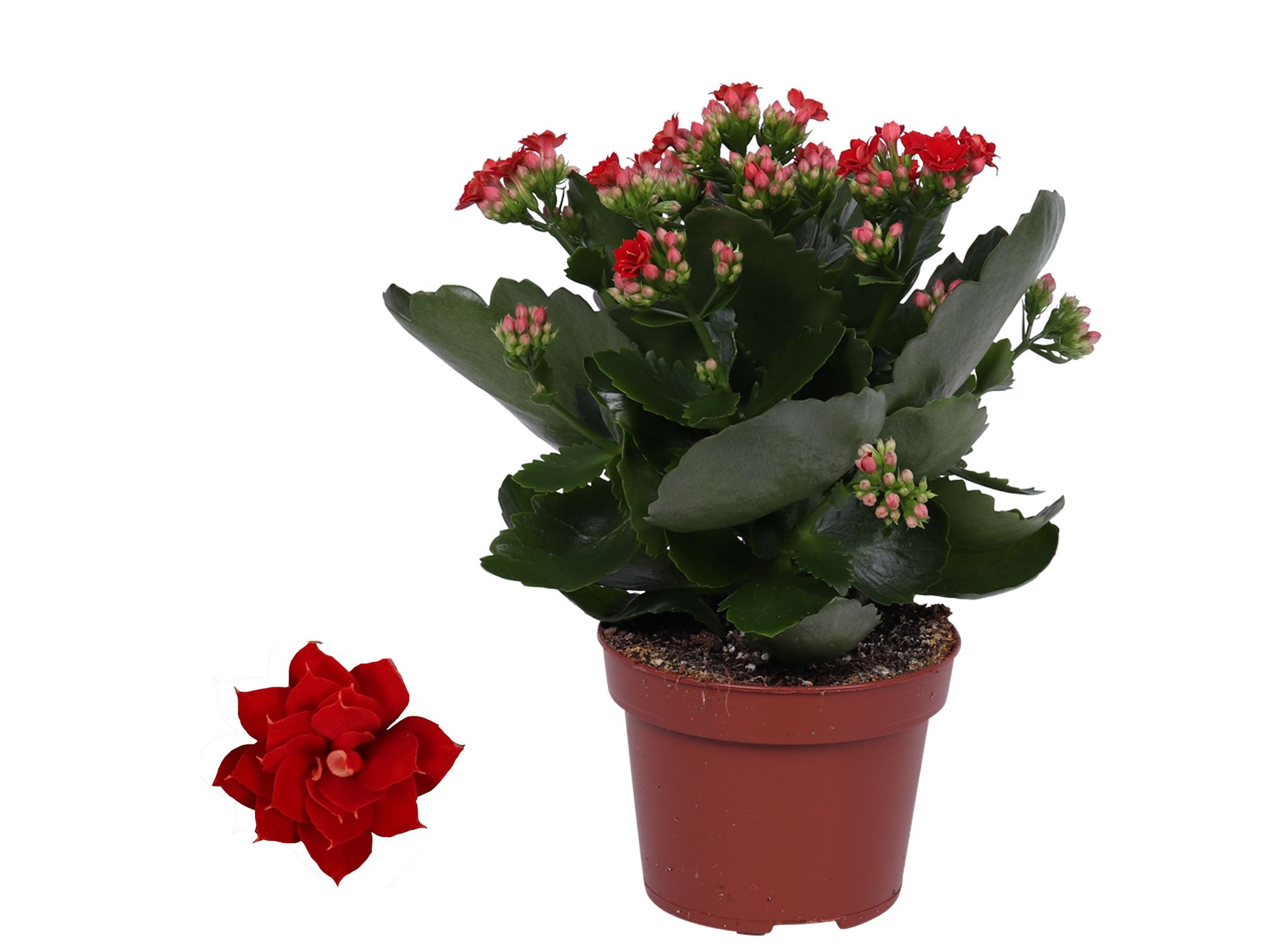 Kalanchoe Rosalina 12cm Don Justino rood, Zonder hoes, D 12 cm Kalanchoe Rosalina 12cm Don Justino rood, Zonder hoes, D 12 cm