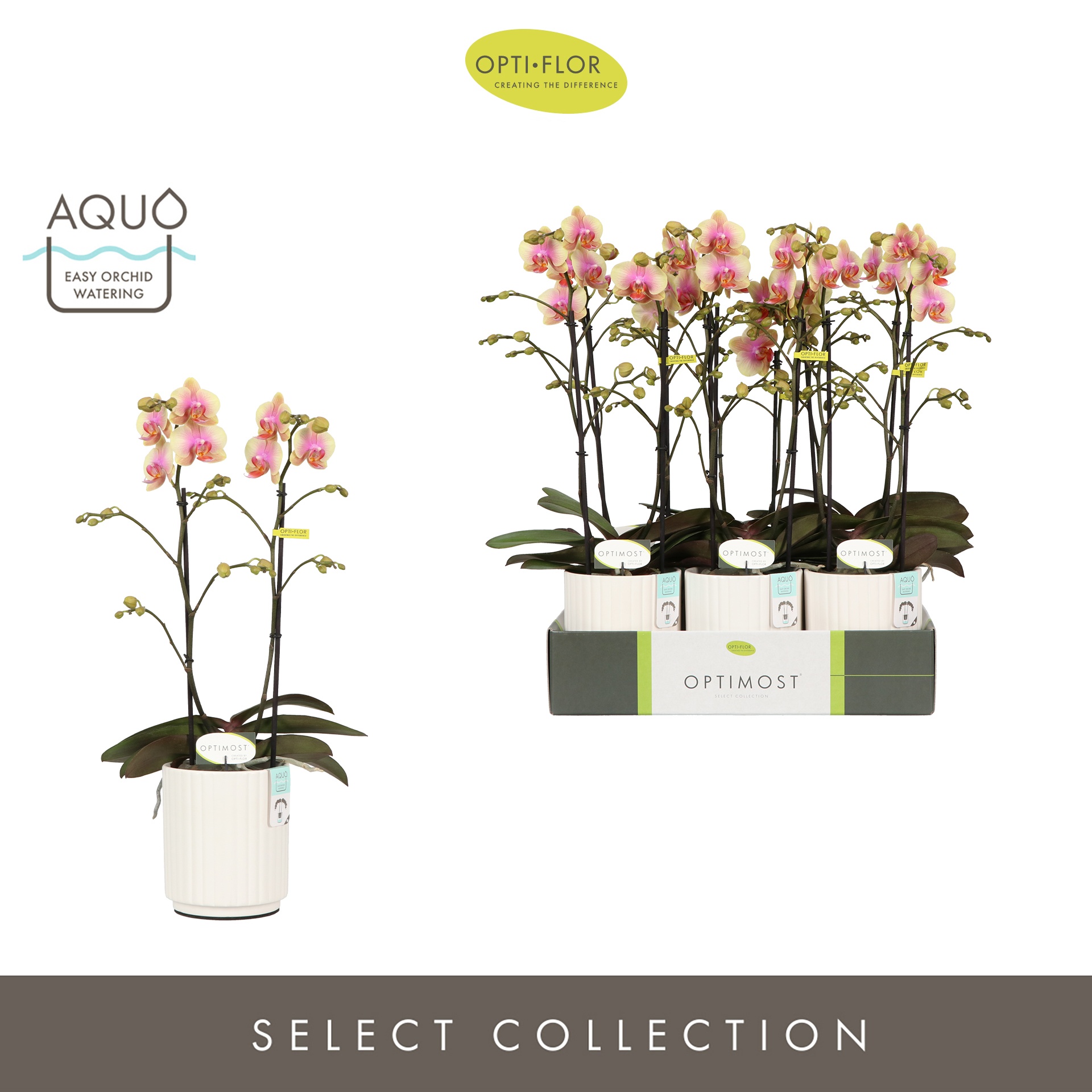 Optimost Belle Helene 2 spike in Molise White Aquo, D 12 cm