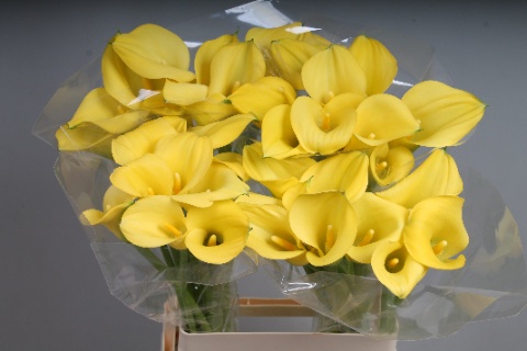 Калла Голдкап 65, шт.