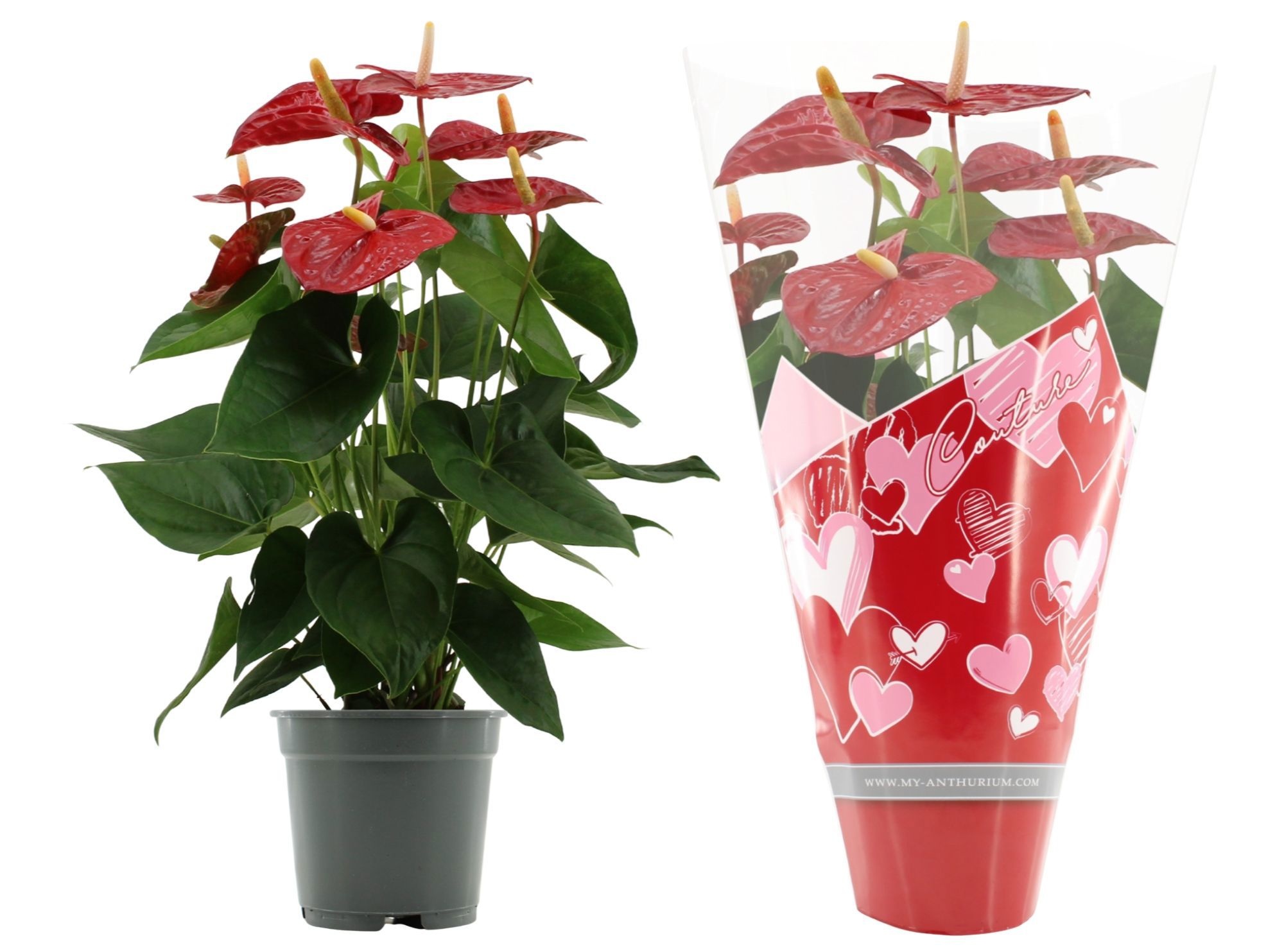 Anthurium 17 cm Jambo Red in Couture Heart sleeve, D 17