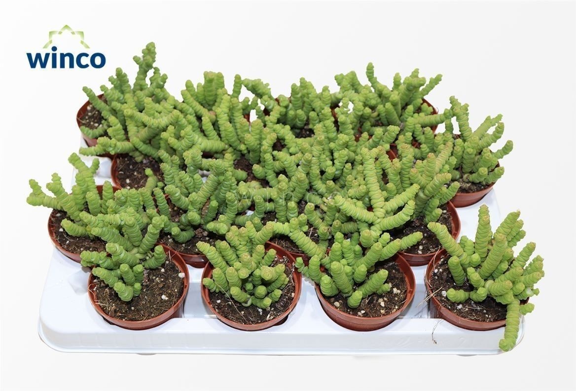 Crassula Marneriana Mini, D 8,5 cm