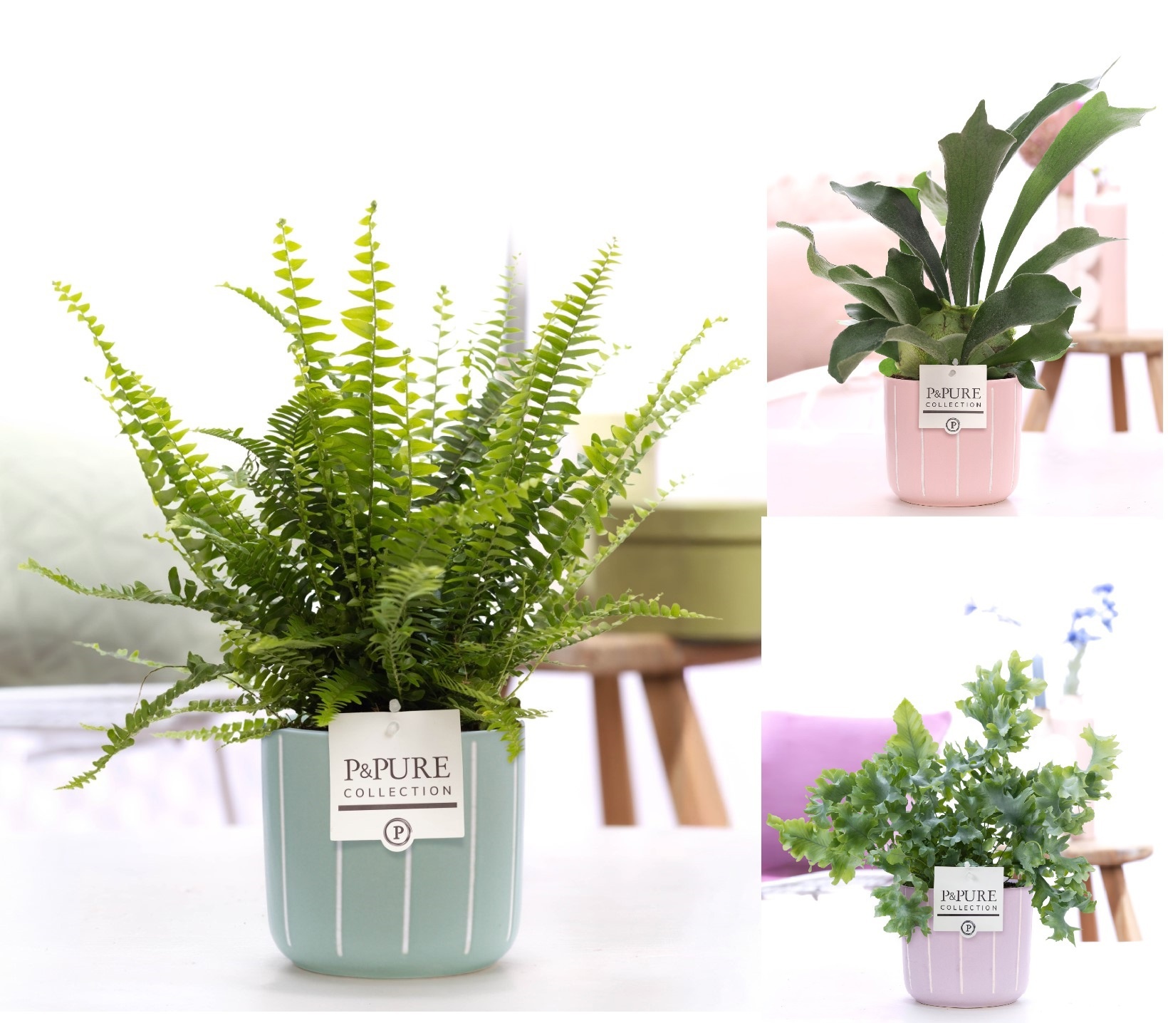 Varen mix in Pure Fleur- Dobbies, D 12