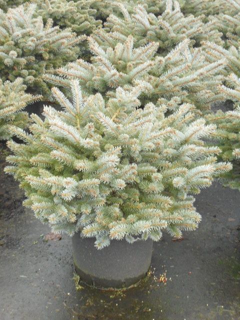 Picea p. Glauca Globosa, D 32