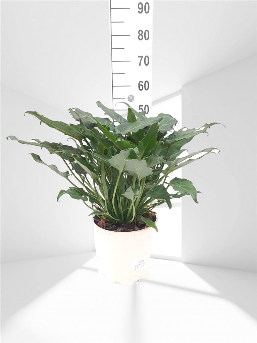 Philodendron Xanadu, D 20 cm Philodendron Xanadu, D 20 cm