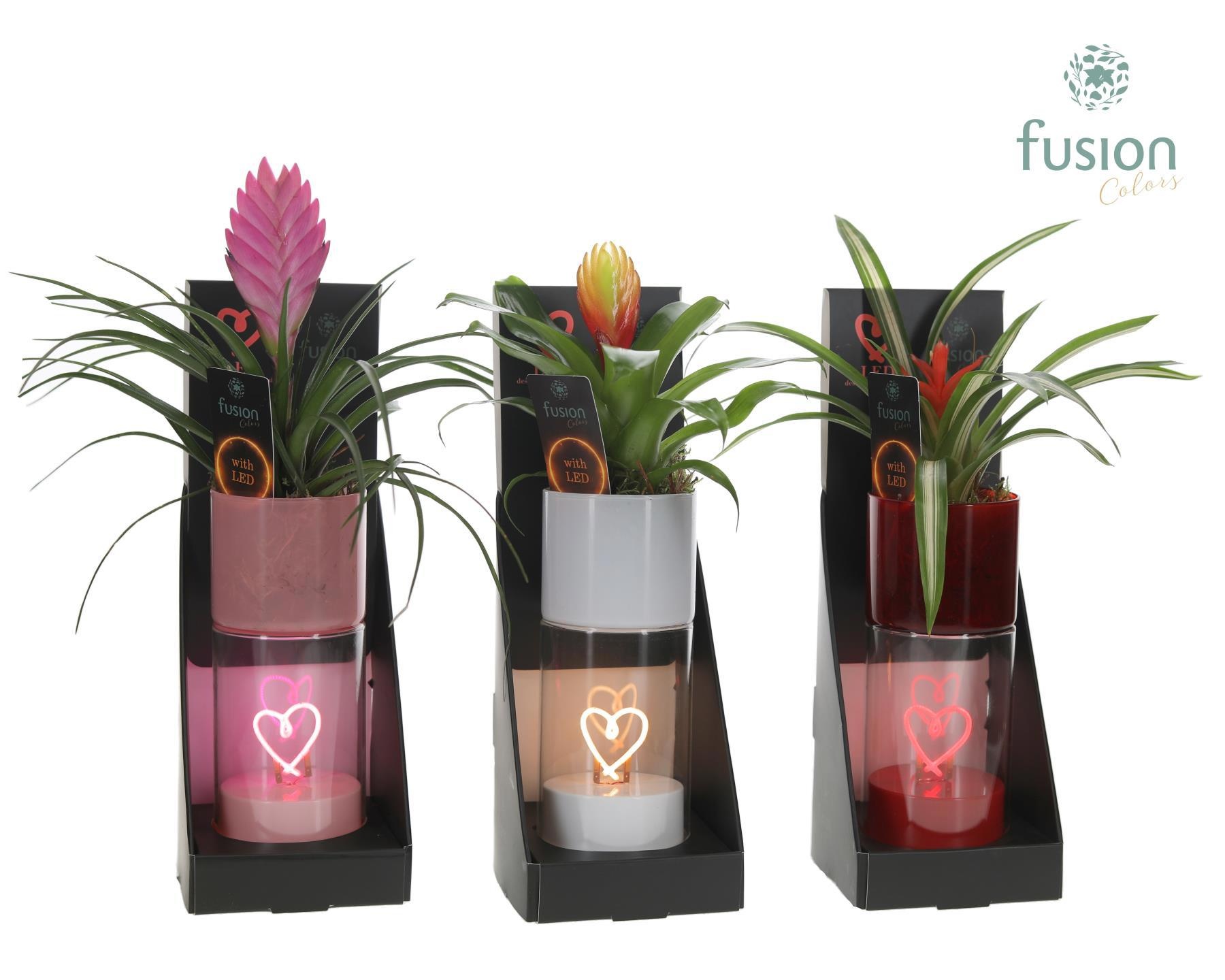 LEDhartlicht planter met Bromelia, D 7