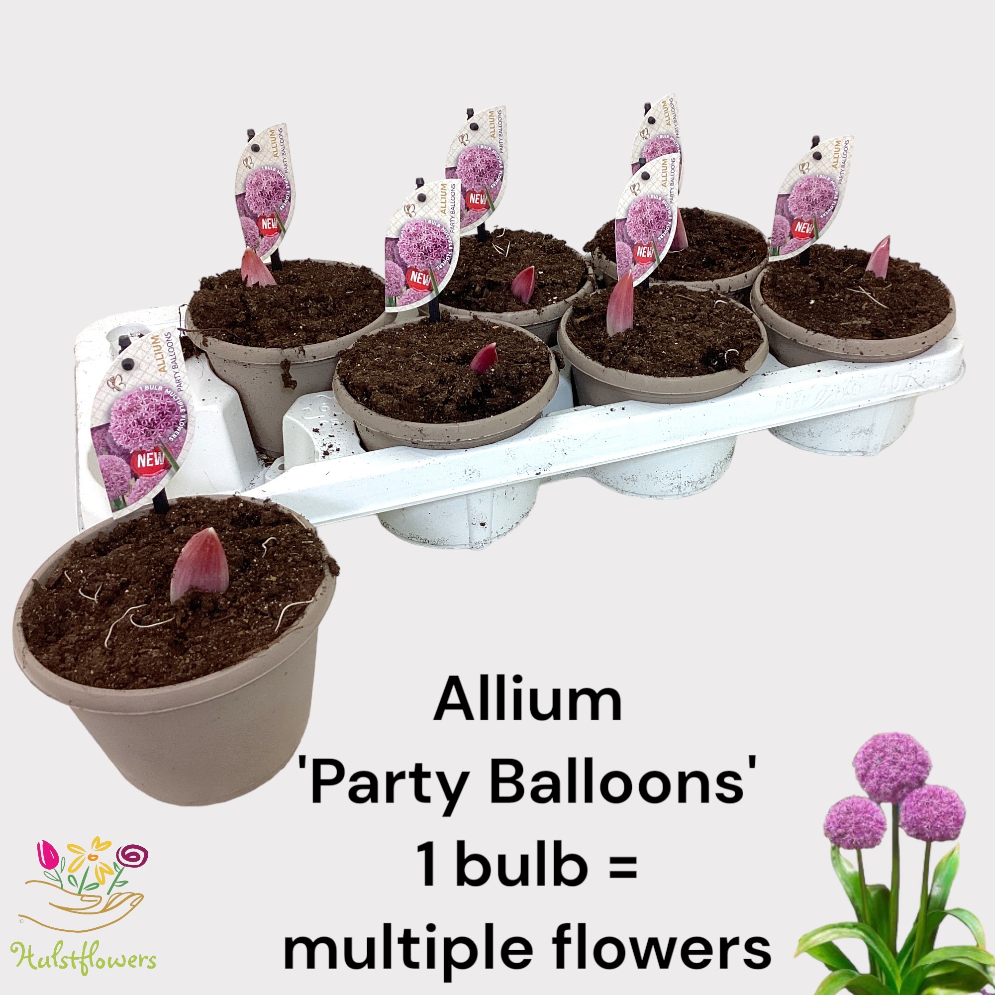 Allium Party Balloons, D 14
