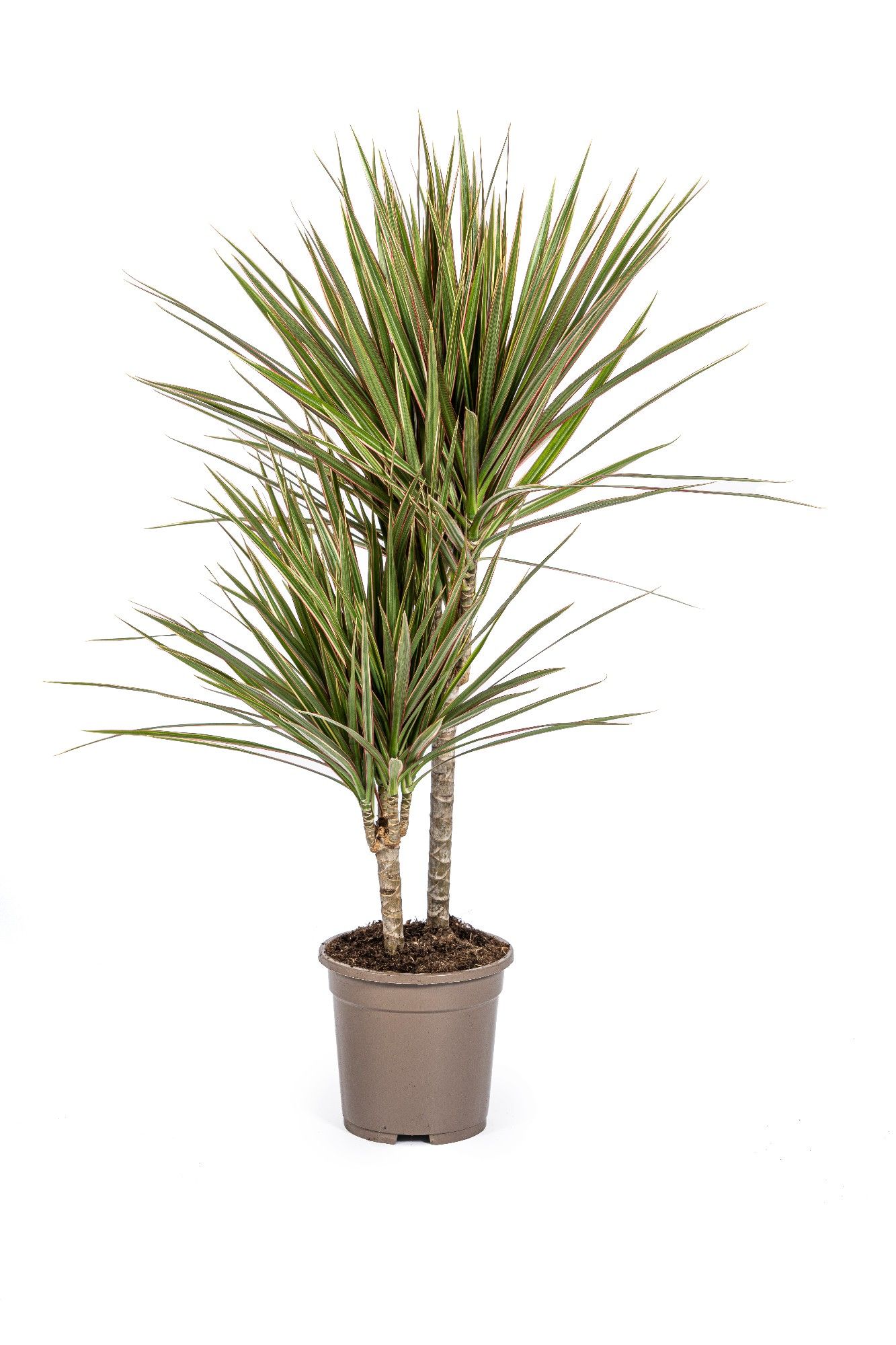 Dracaena Marginata Bicolor T17, D 17