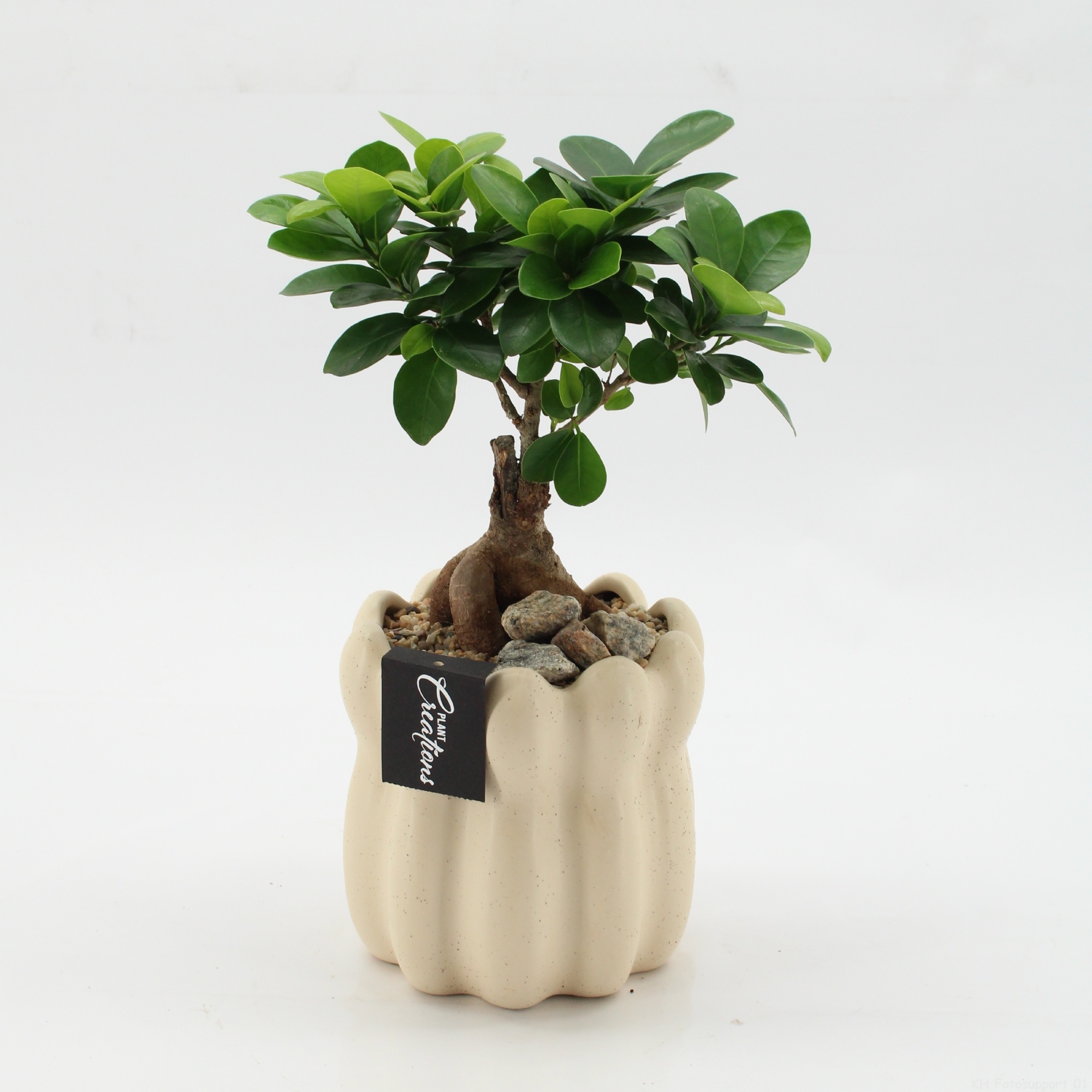 GRCR-2619 Green Essentials, D 14