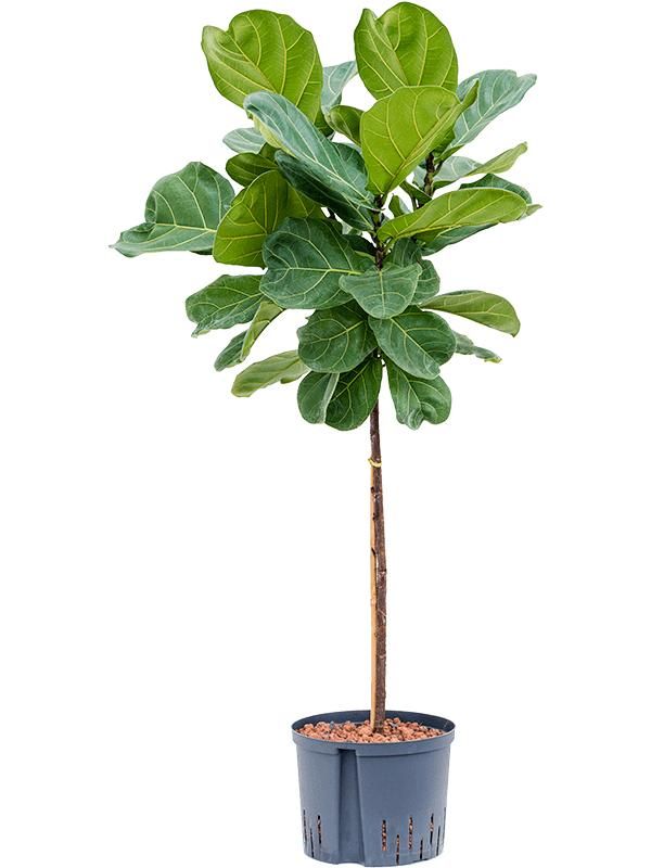 Ficus lyrata, D 22 cm