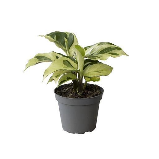 CALATHEA HYBRIDA 'YELLOW MIRACLE', D 6 cm