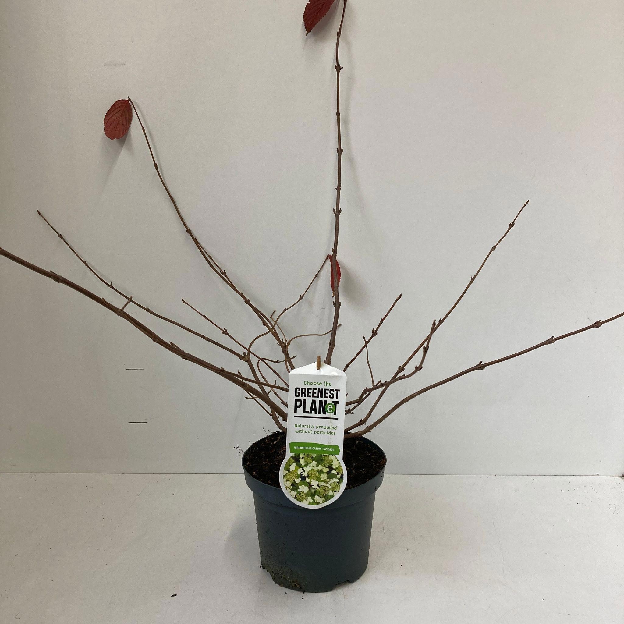 Viburnum plic. 'Cascade', D 19