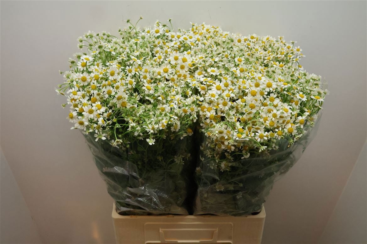 Танацетум Камерон 70 (бел.), шт.