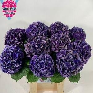 Гортензия Роял Кинг Классик 80, шт.
