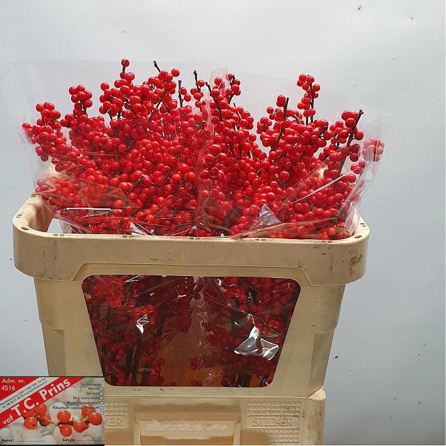 Илекс Красные ягоды 75, шт.