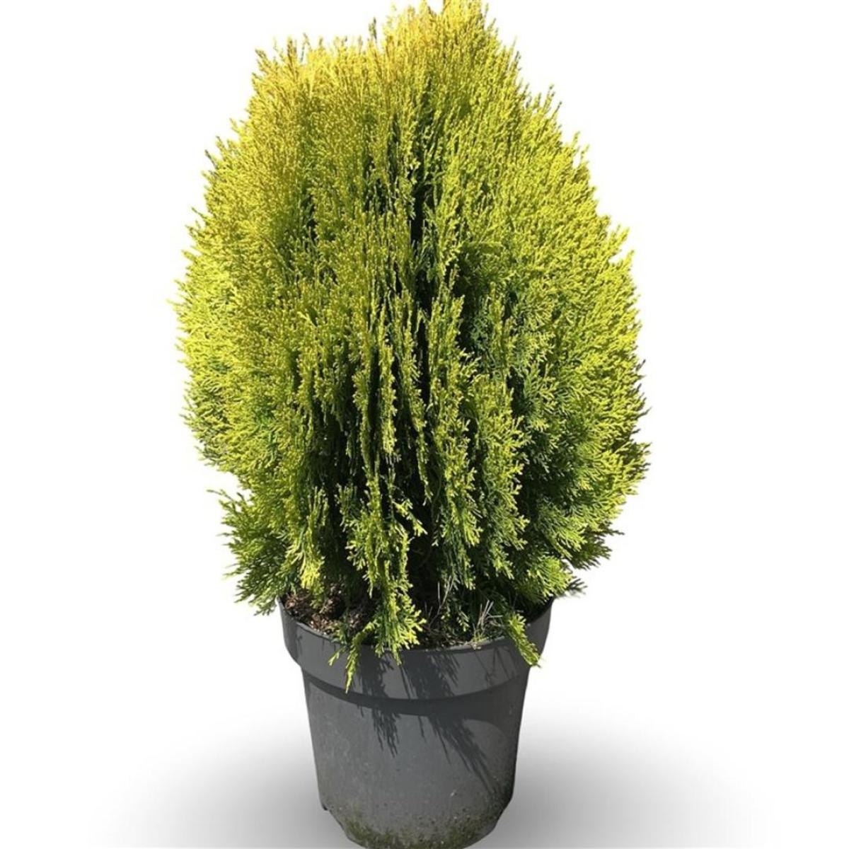 Thuja occ. 'Aurea Nana', D 31 cm Thuja occ. 'Aurea Nana', D 31 cm