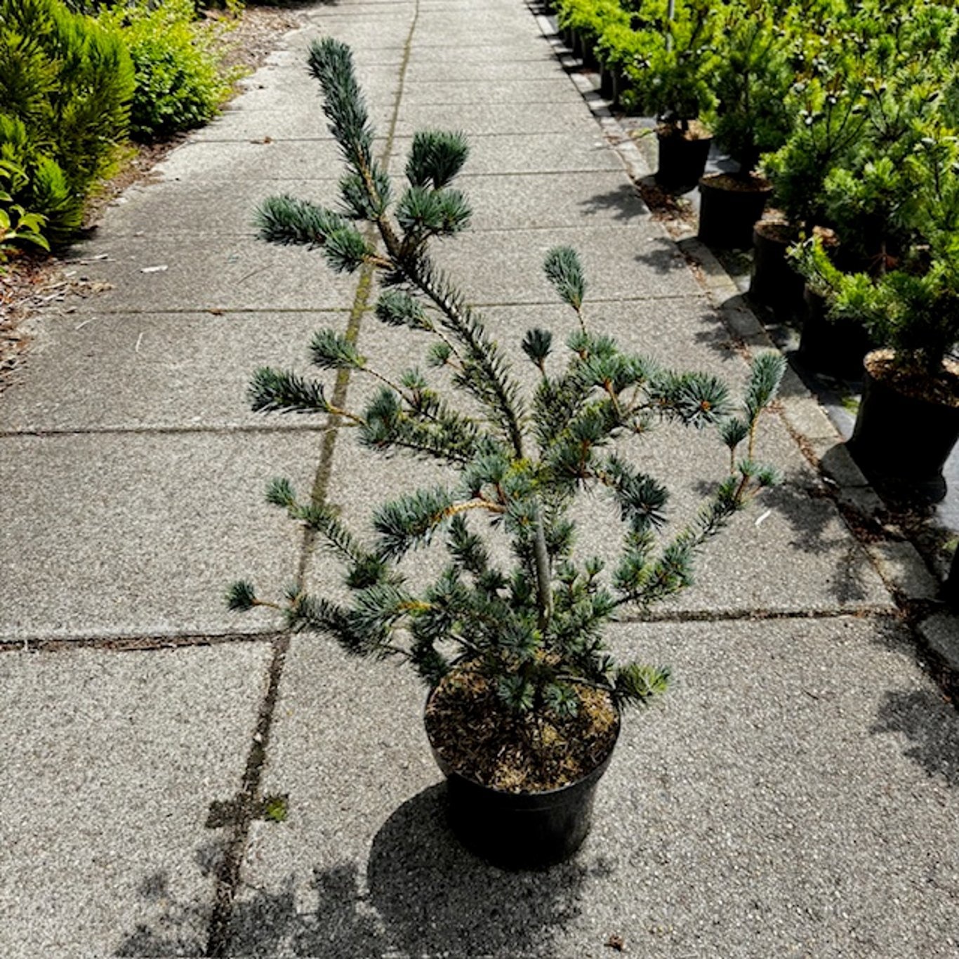 Pinus parviflora 'Saphir', D 29 cm Pinus parviflora 'Saphir', D 29 cm