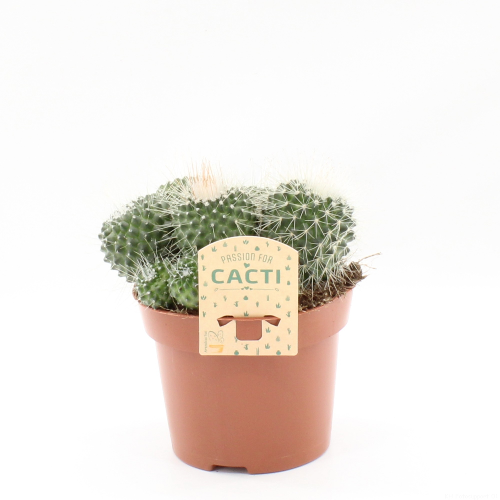 Mammillaria spinosissima pico, D 12