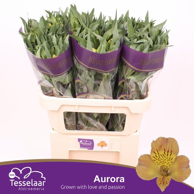 Альстромерия Аврора (желт.), шт.