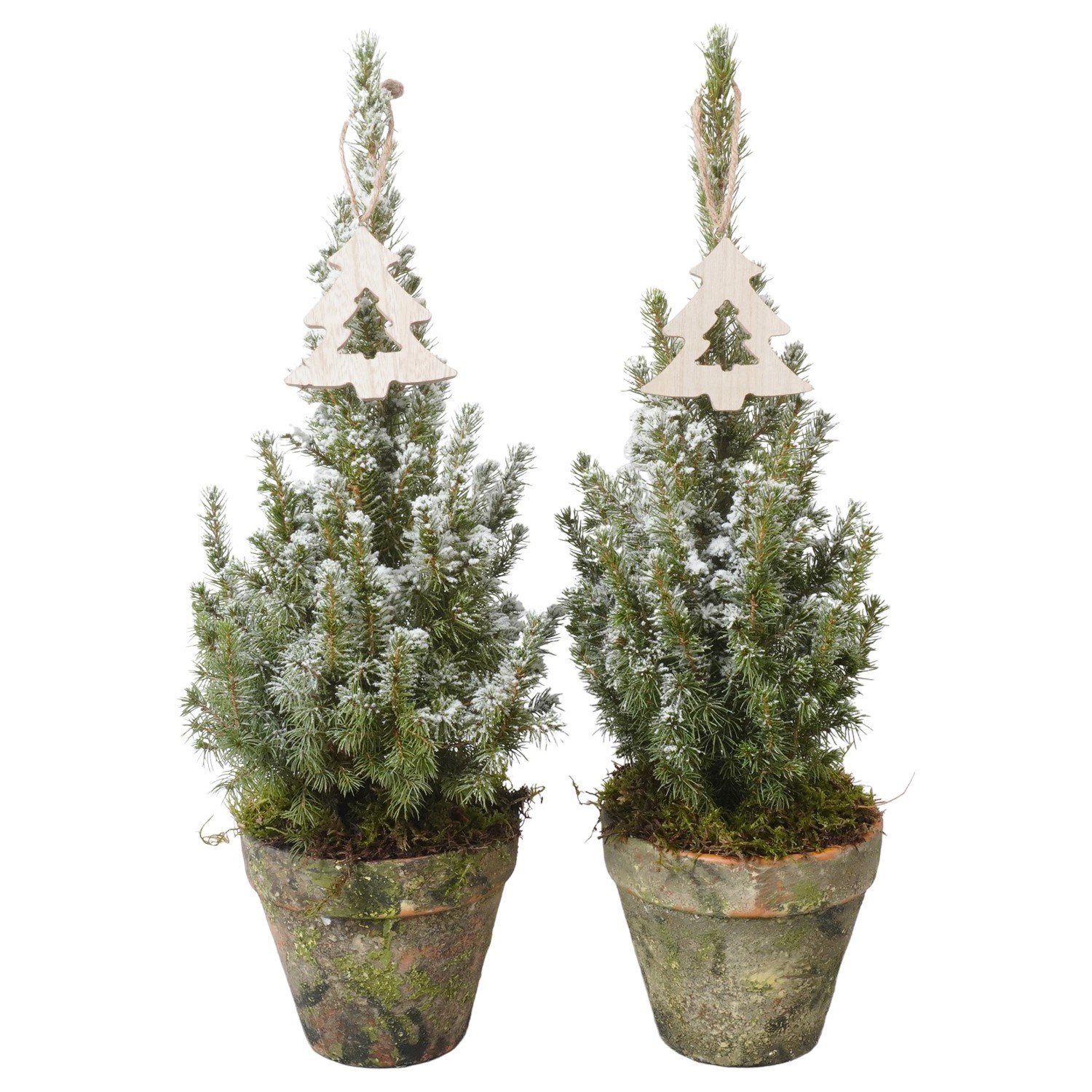 PTK26364 Conica Perfecta met sneeuw in terracotta pot met decoratie, D 15