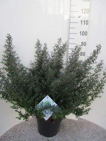 Ilex crenata Stokes 60-80 struik P32, D 32 cm