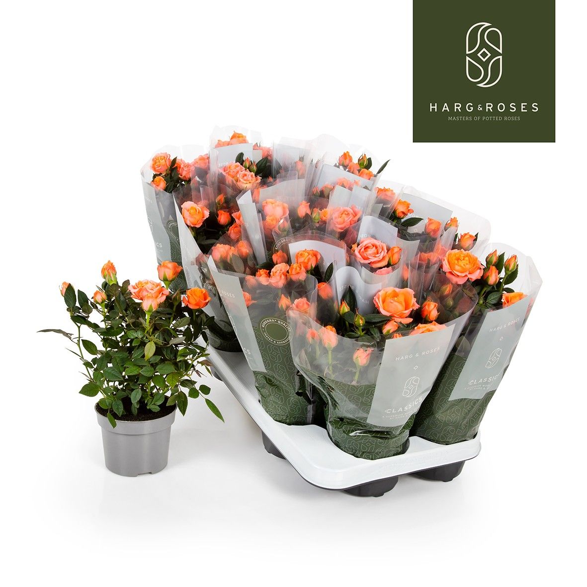 Rosa Kordana Aloha (Zalm), D 10,5