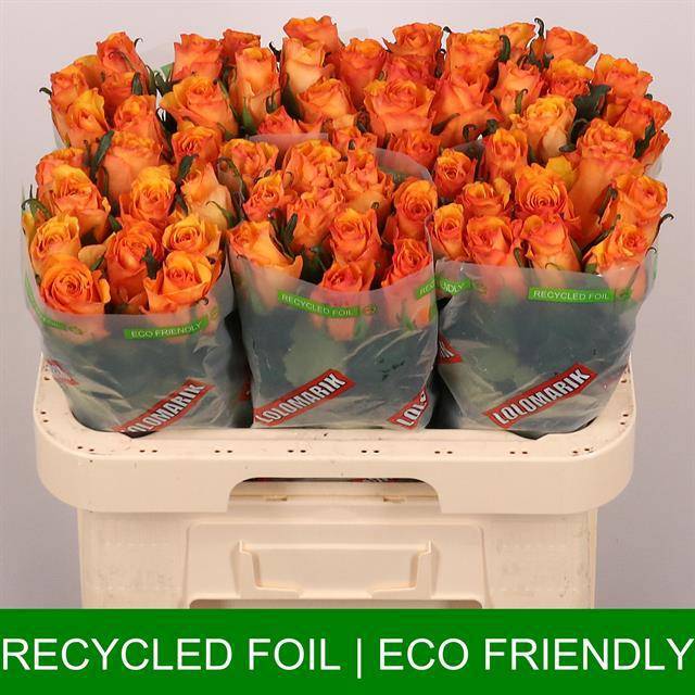 Роза од. Тайкун 60, шт.