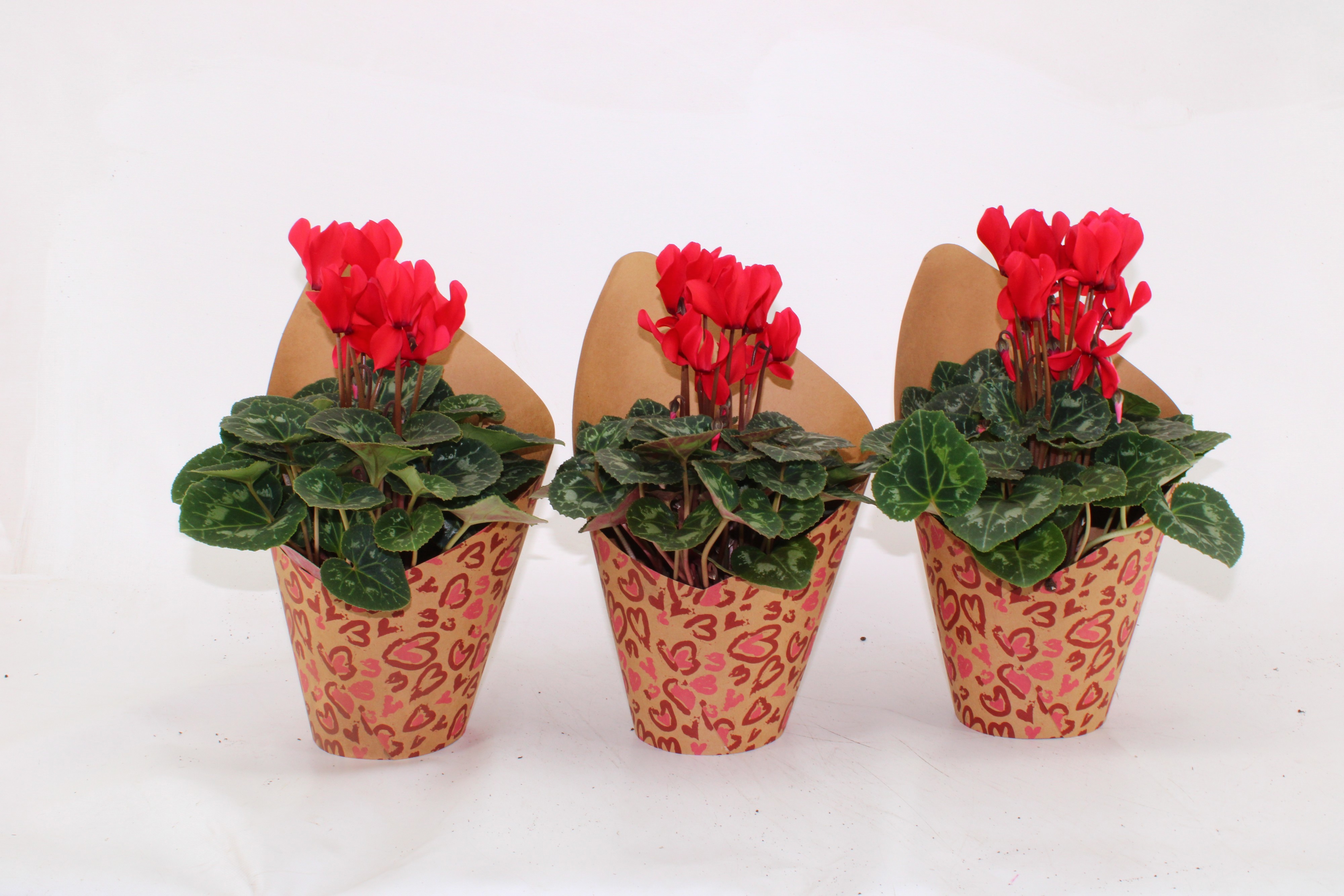 Cyclaam Rood in Potcover Hart, D 12