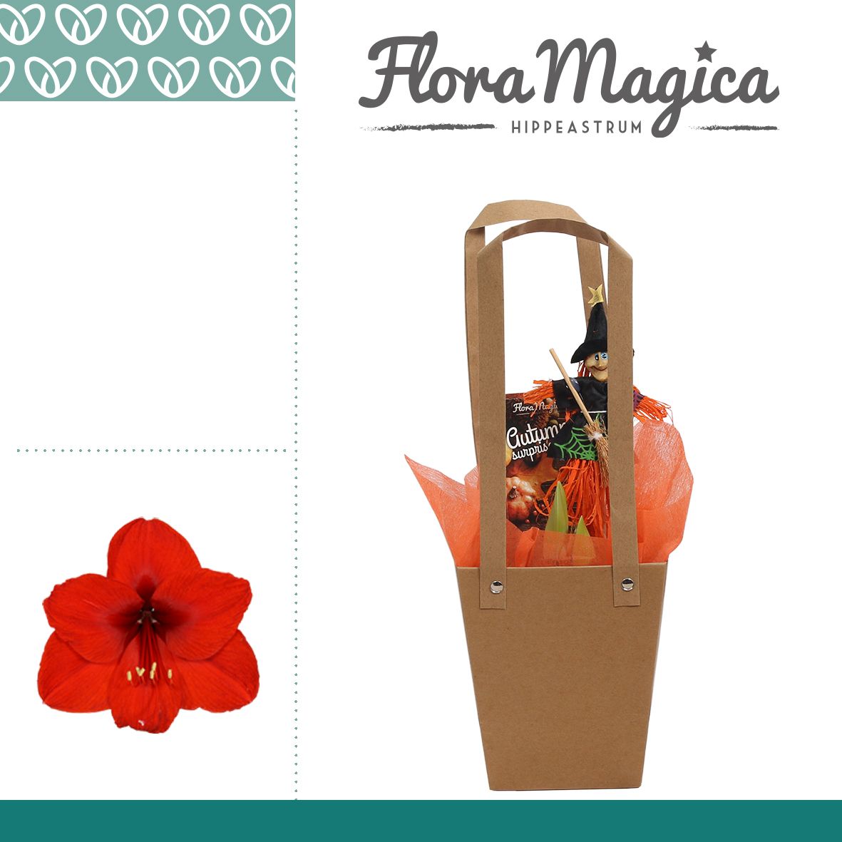 Amaryllis Rood 2 Knop in Giftbag HALLOWEEN, D 12 cm