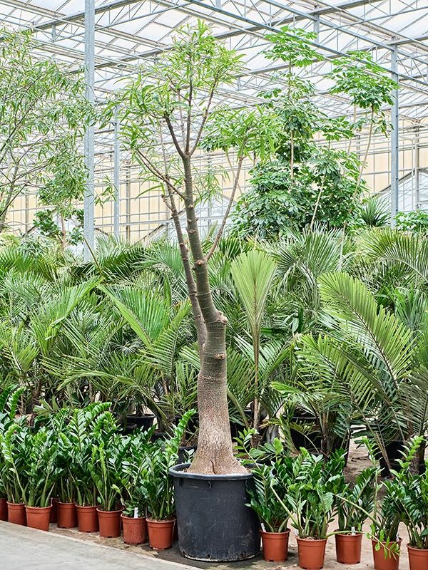 Brachychiton rupestris, D 65 cm