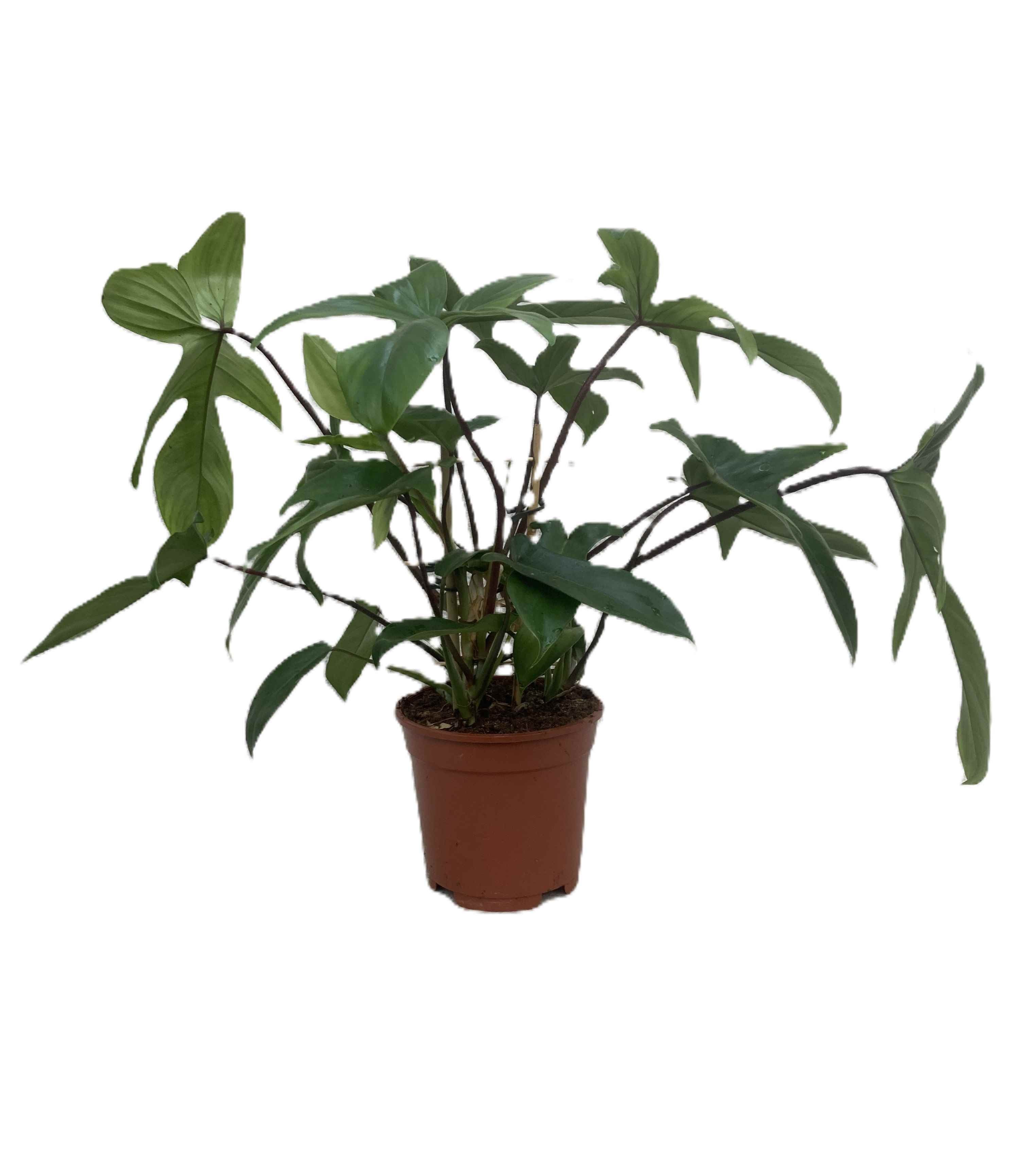 PHILODENDRON-HYBRID Philodend Florida beauty 17 cm, D 17 cm