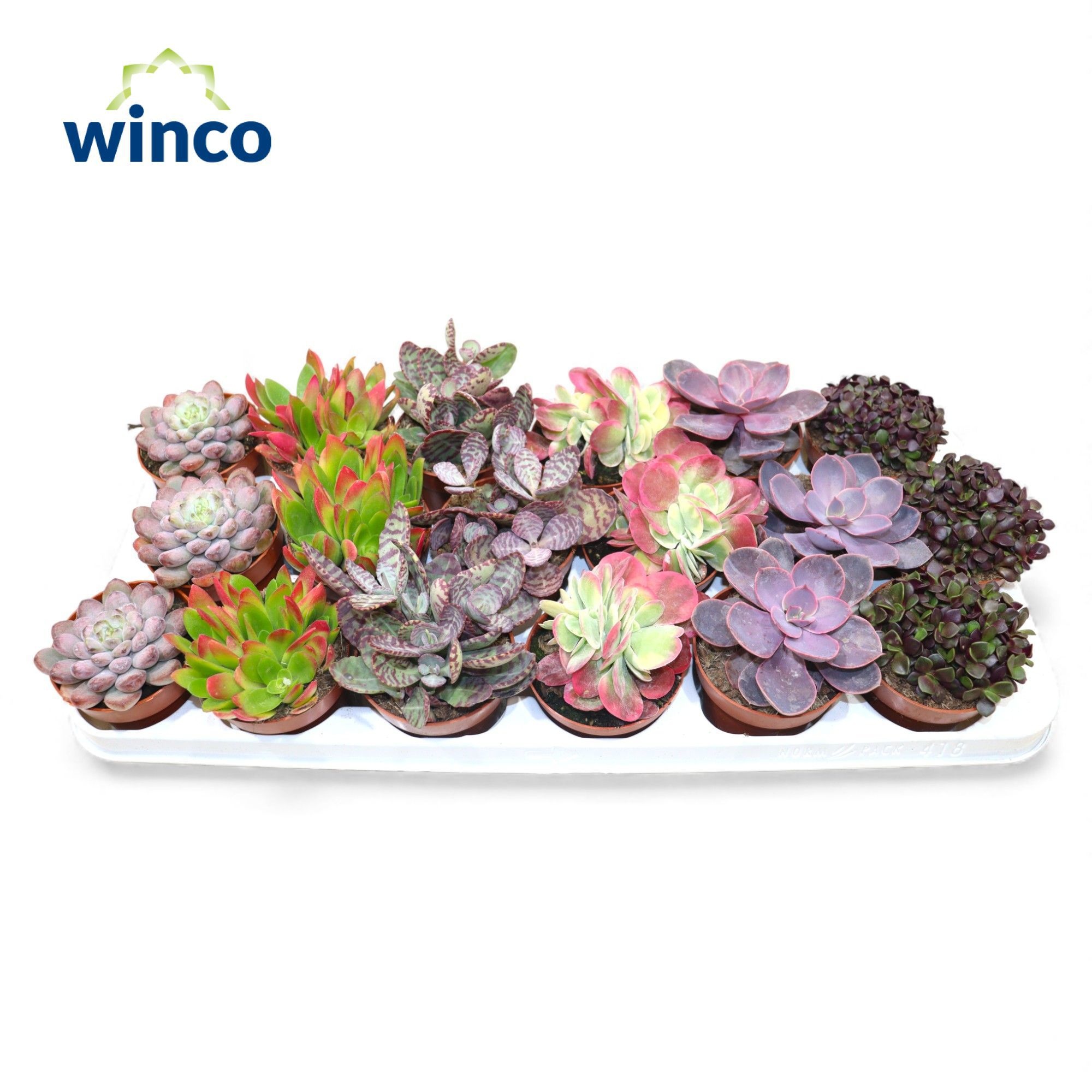 Succulenten Love Mix, D 8,5
