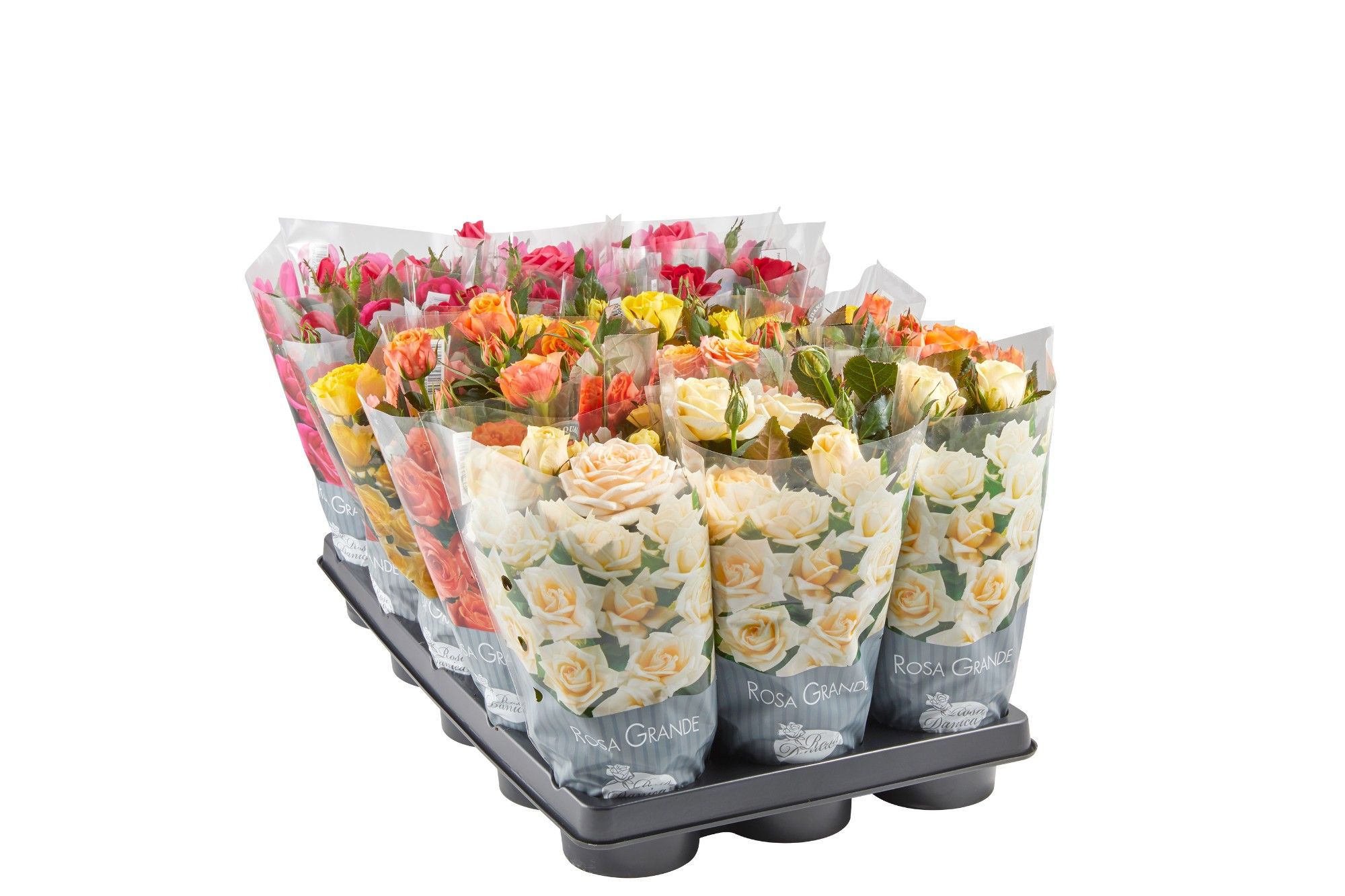 ROSA-HYBRID MINI 'Mix', D 11