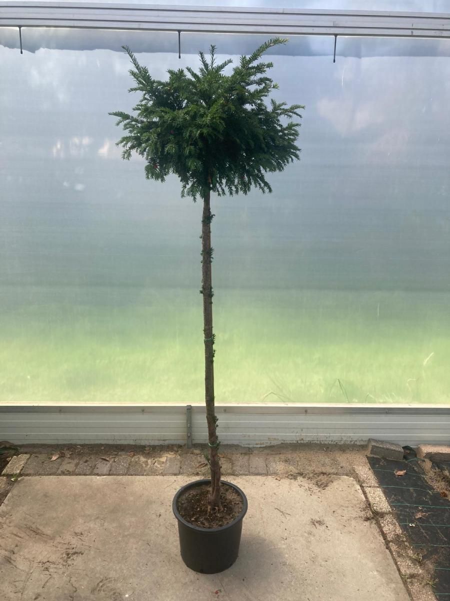 Taxus baccata, D 36
