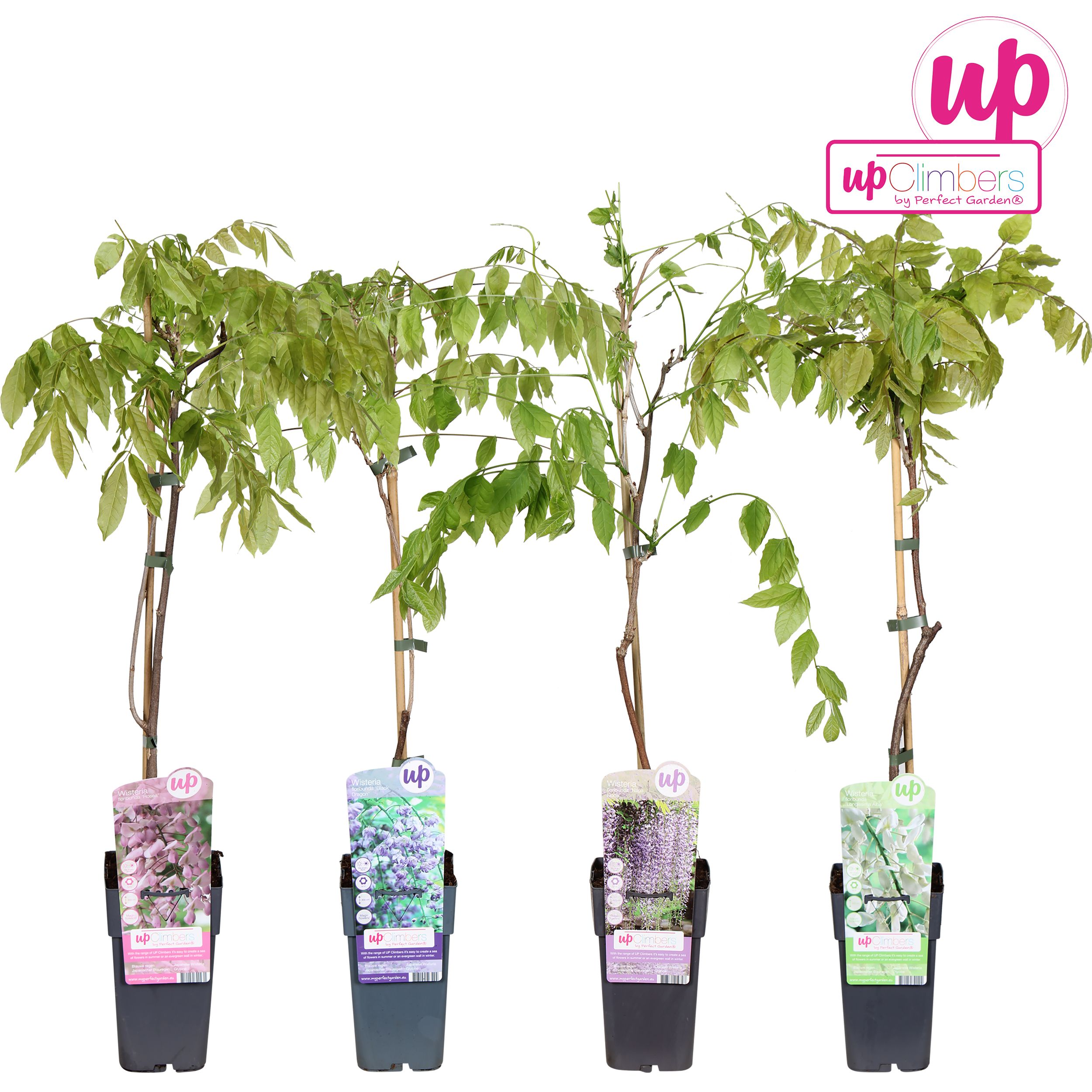 Wisteria mix laag P15, D 15 cm Wisteria mix laag P15, D 15 cm