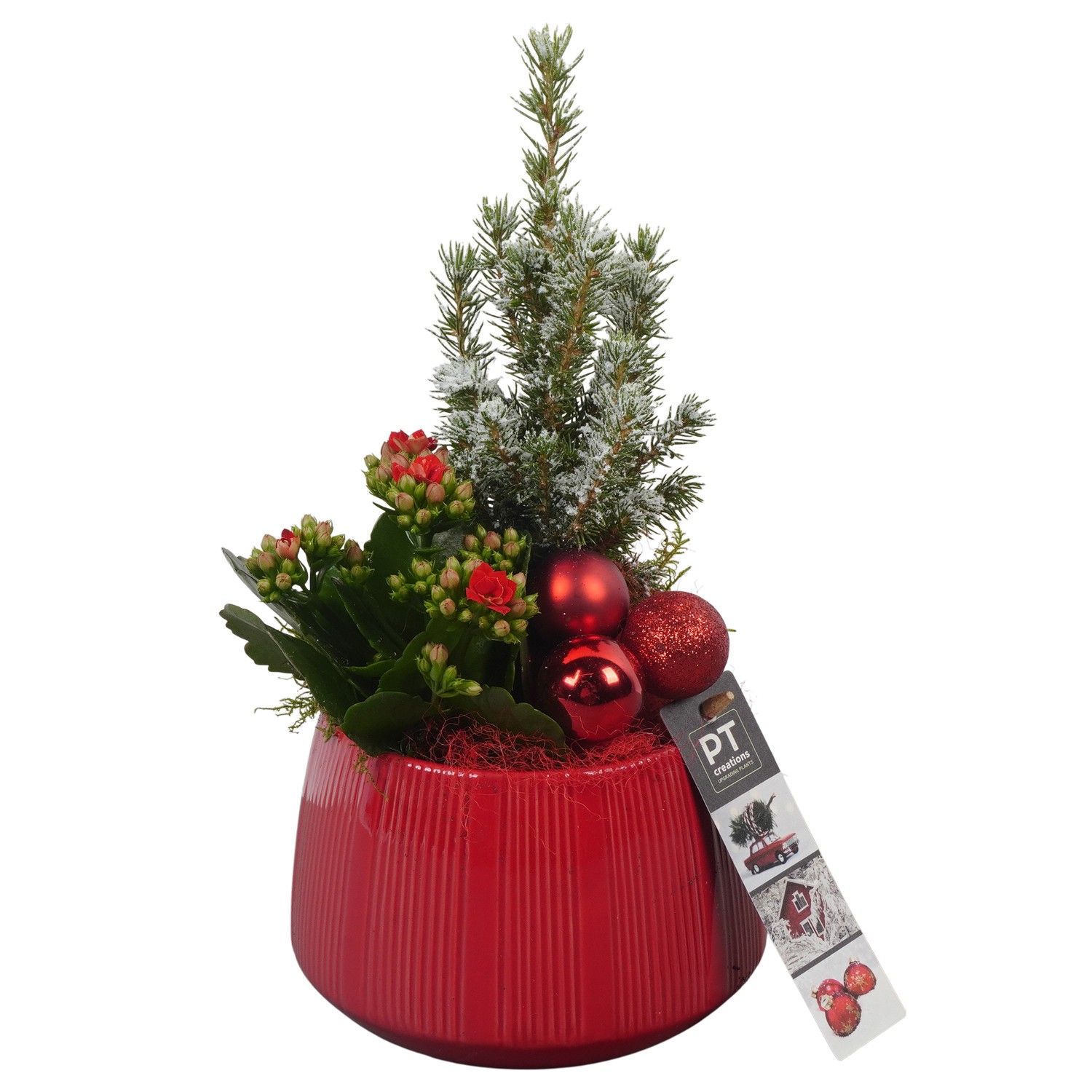 PTCHR7225 Arrangement Christmas Red in keramiek pot, D 14 cm