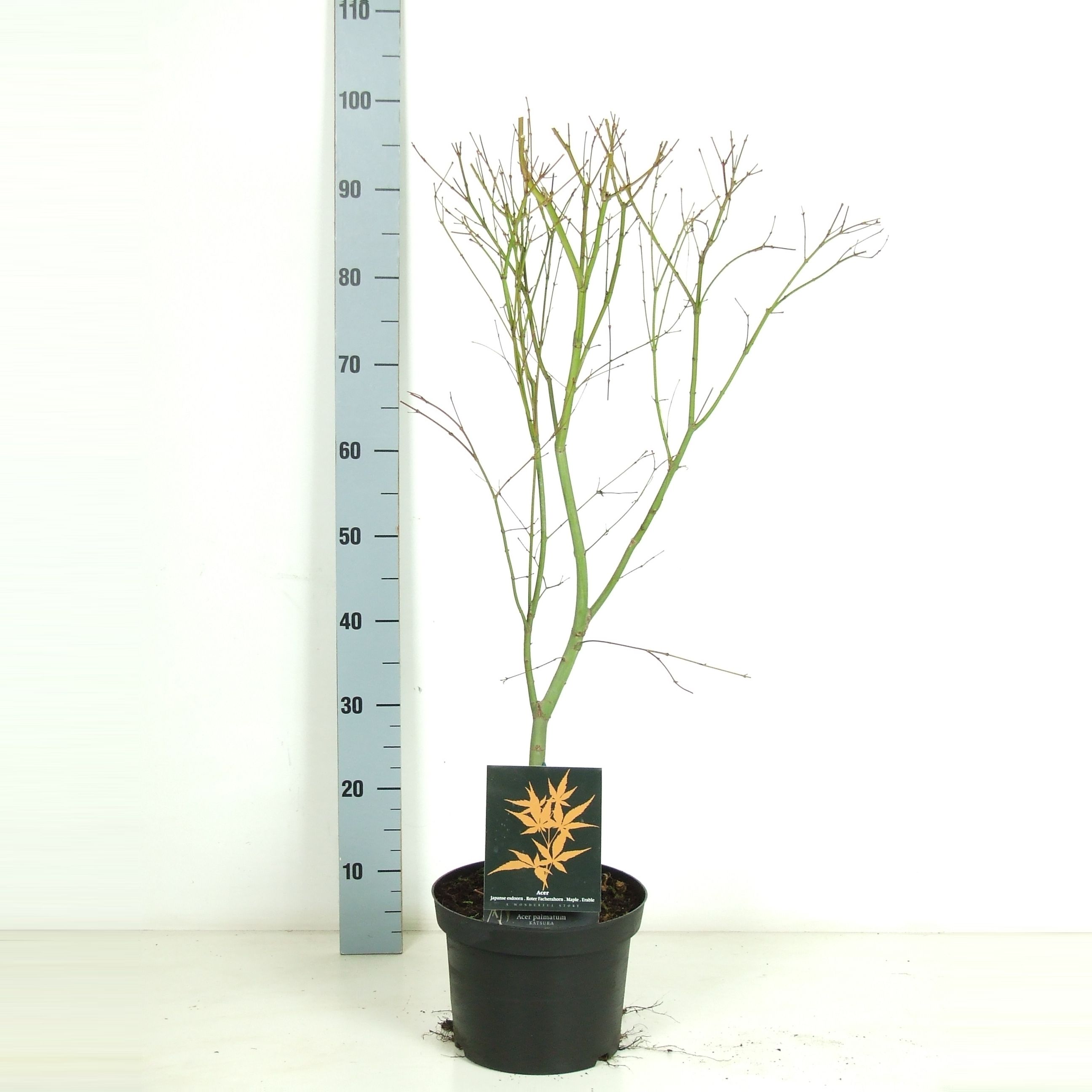 Acer palmatum 'Katsura' P23 Full CC, D 23