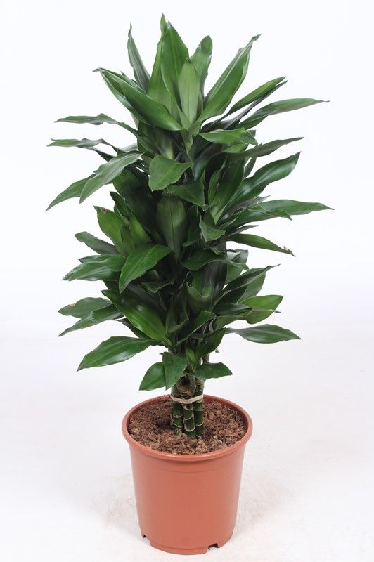 Dracaena Janet Lind, D 24