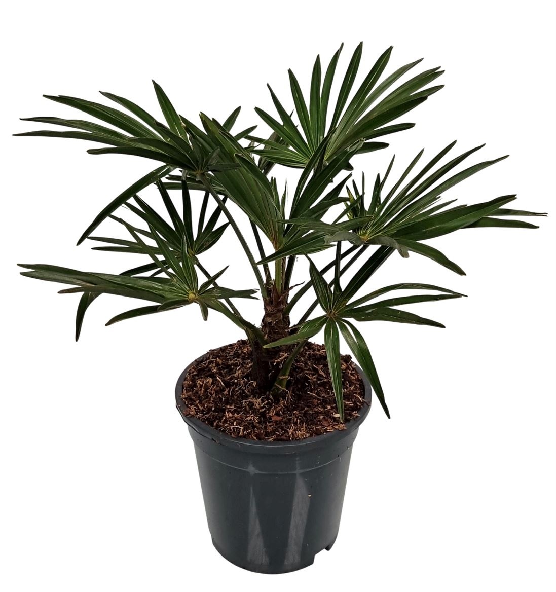Trachycarpus Wagnerianus Nederlandse Teelt, D 17
