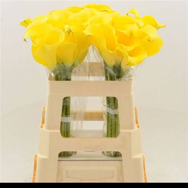 Калла Саня 55, шт.