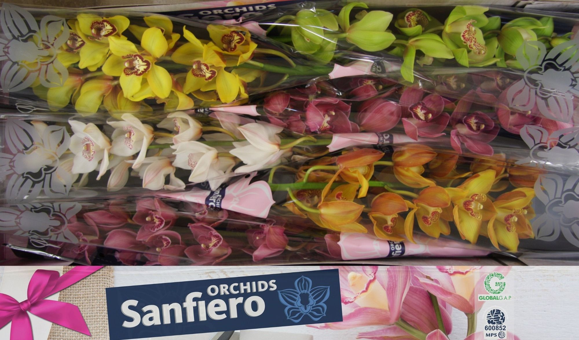 Цимбидиум Микс 80 x6, шт.