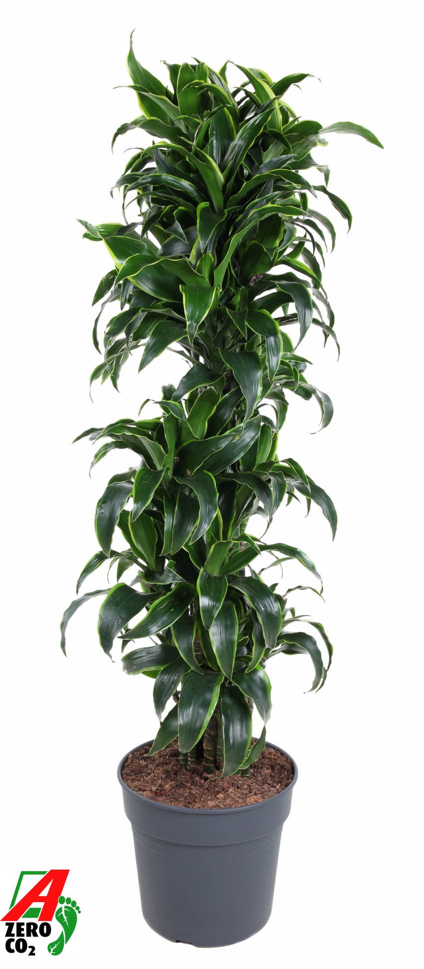 Dracaena Dorado vertakt P34, D 34 cm