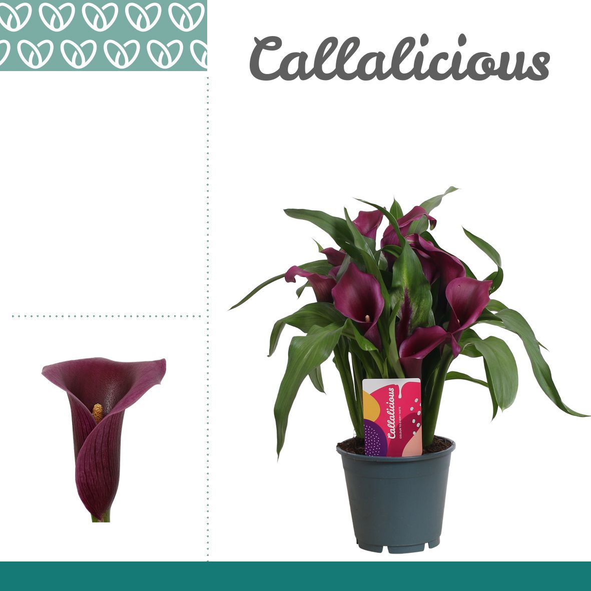 Zantedeschia (Calla) Paars, D 14