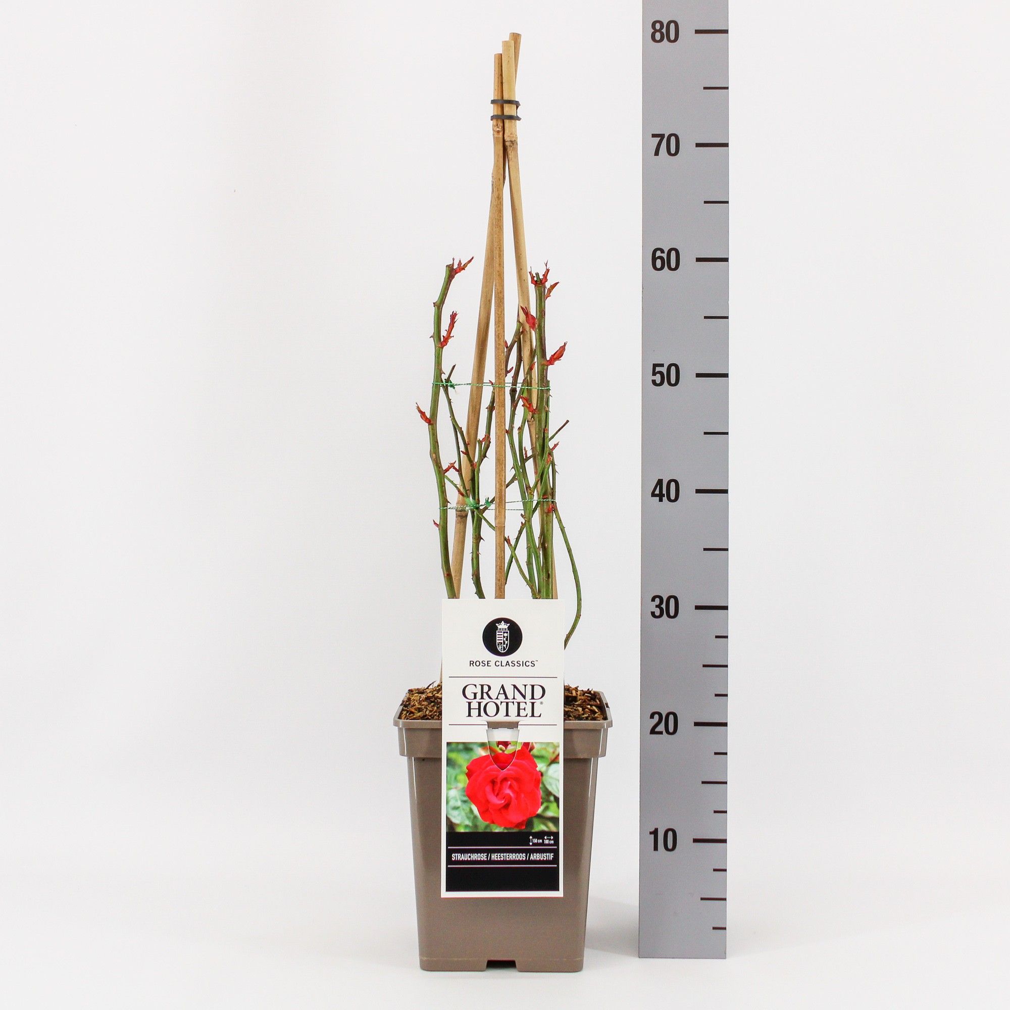 Rosa (H) Grand Hotel ®, C5, 4 stok 75 cm, D 23