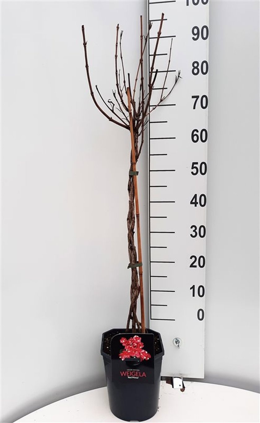 Weigela 'Red Prince', D 21