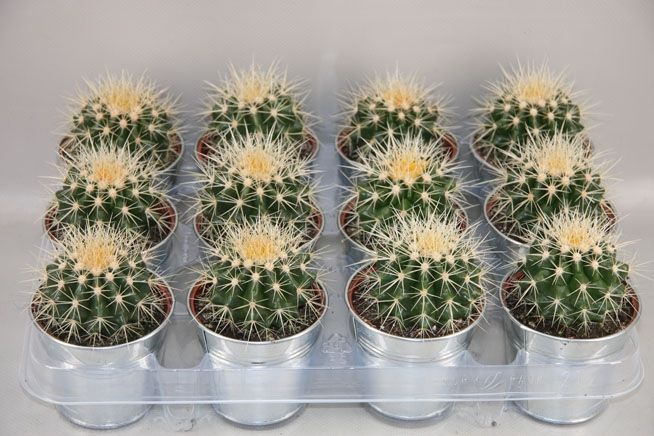 188 Grusonii in pot zink 8.5 cm, D 9,5