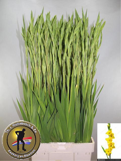 Гладиолус Бра Вал 110, шт.