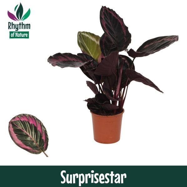 Calathea 14cm Surprisestar - Rhythm of Nature, D 14