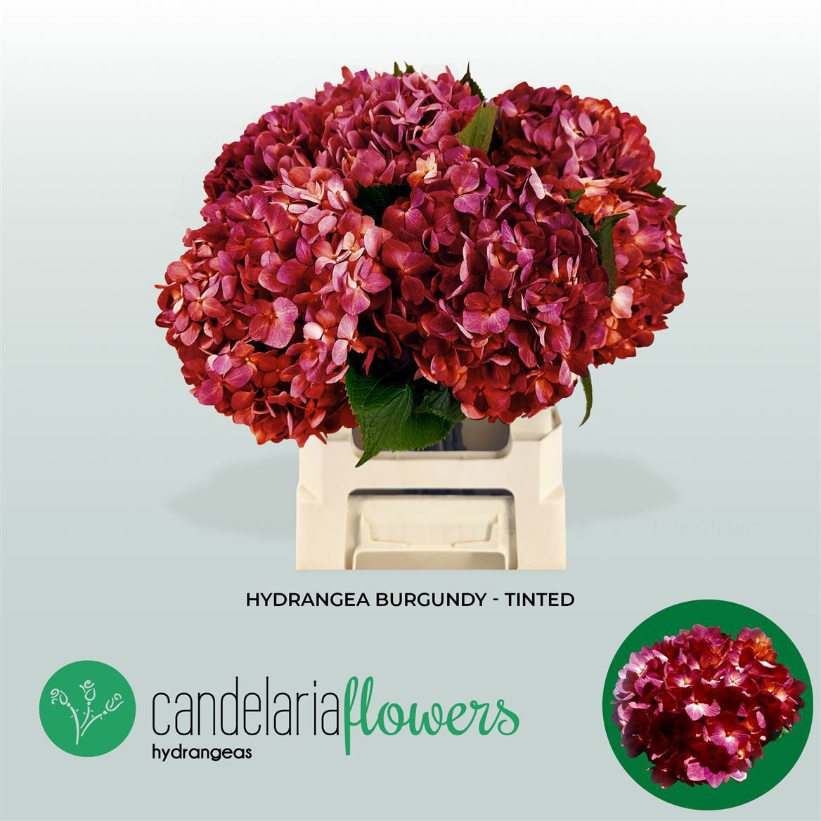 Гортензия Овериг Крашеная (краш. ) 60, шт.