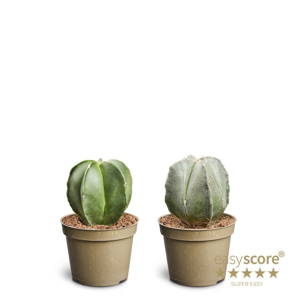 Cactus Astrophytum, D 6